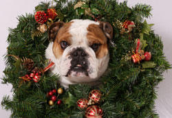 Holiday Bulldog