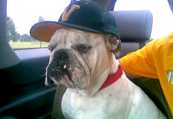 Rescued Bulldog Wearing a Hat